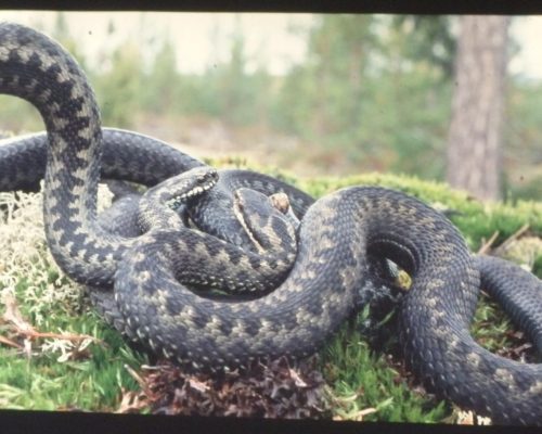 Marraskuu 25 – Luentolounas